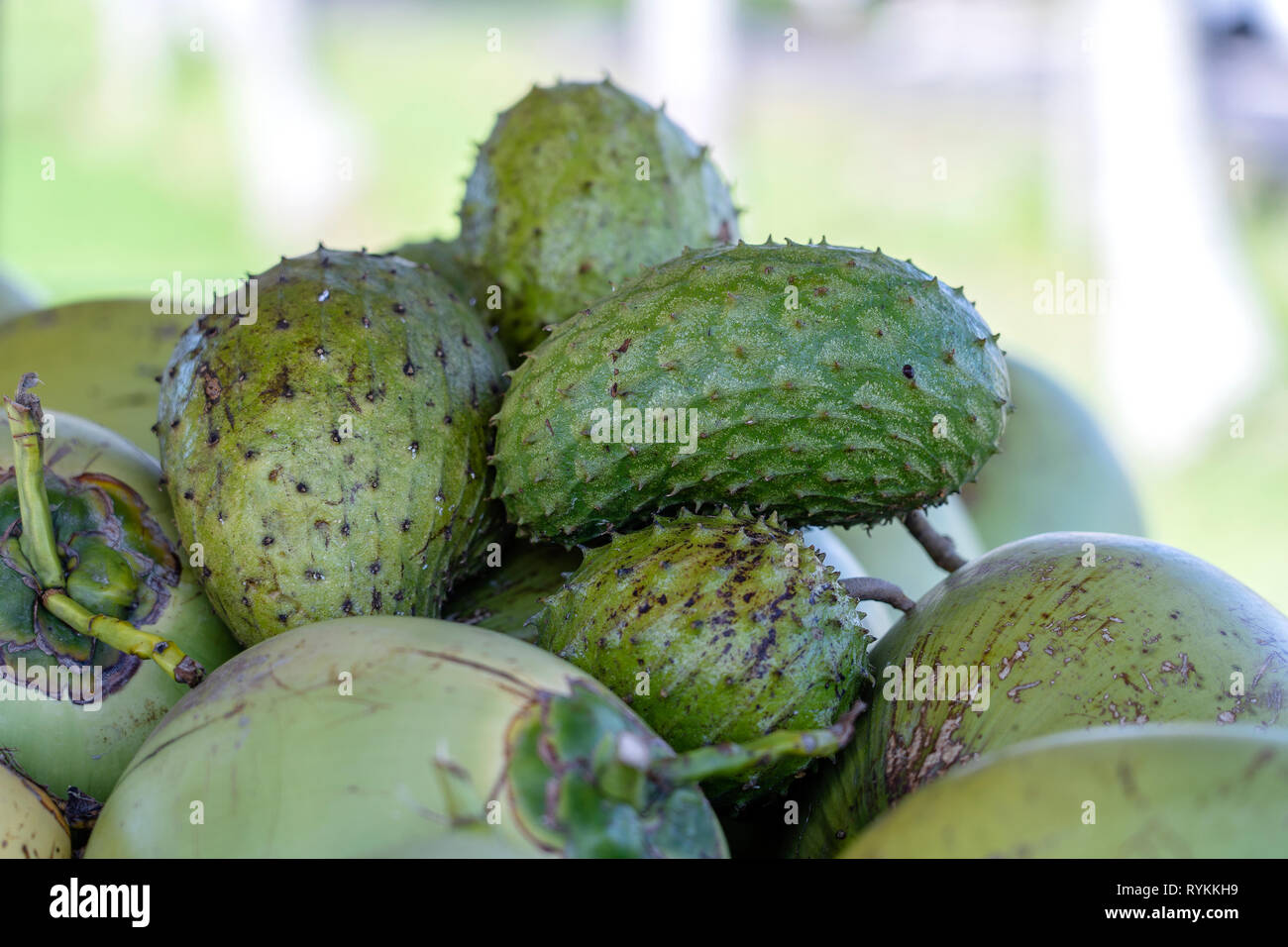 Soursop, Guanabana oder Custard Apple oder Annona muricata und grünen Kokosnuss auf der Straße Markt in Ubud, Insel Bali, Indonesien. Nahaufnahme Stockfoto