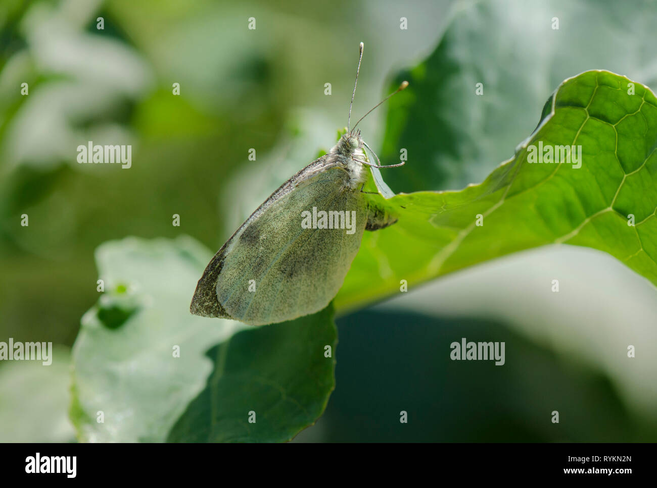 Großer weißer Schmetterling, Eier, Pieris brassicae auf Kohl, Spanien. Stockfoto
