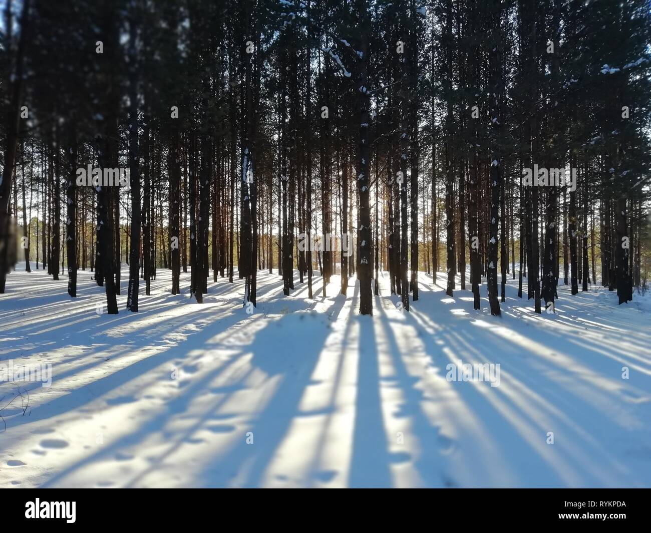 Sonnenaufgang im Winter Forest. Baumstämme im Winter Wald, lange Schatten auf dem Schnee. Stockfoto