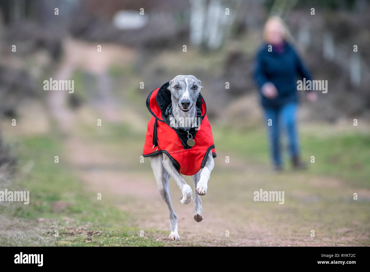 Whippet Hund trägt eine rote Winterjacke. Stockfoto