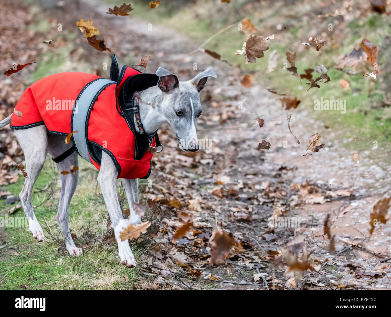 Whippet Hund trägt eine rote Winterjacke. Stockfoto