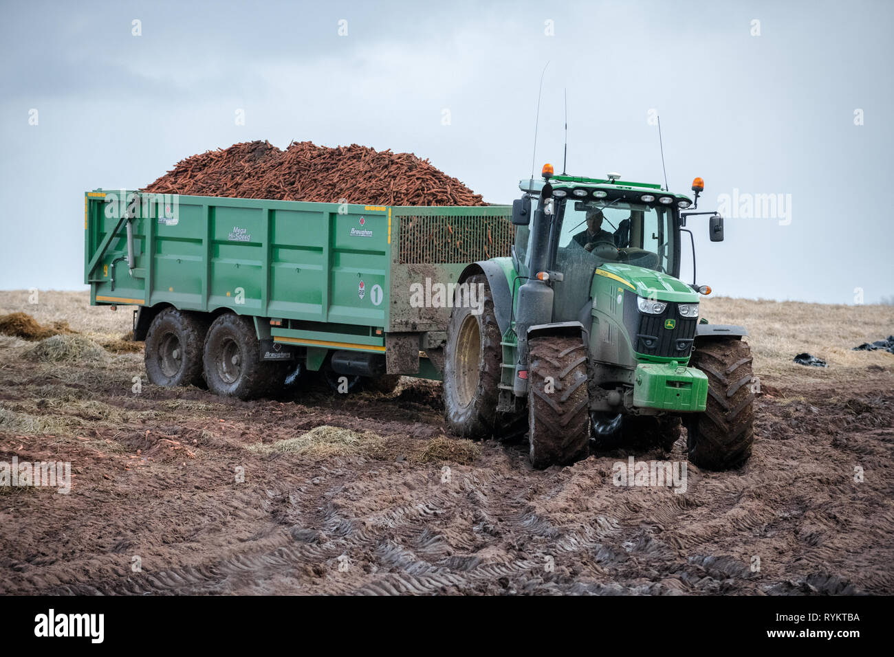 John Deere Traktor ziehen einen großen Anhänger mit Karotten geladen. Stockfoto