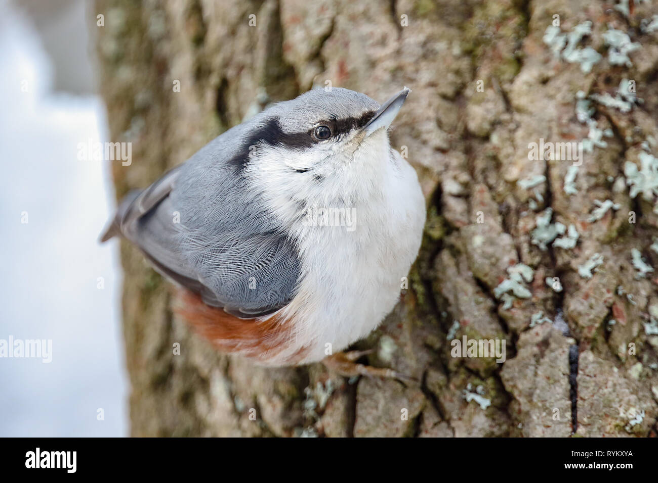 Eurasische Kleiber Stockfoto