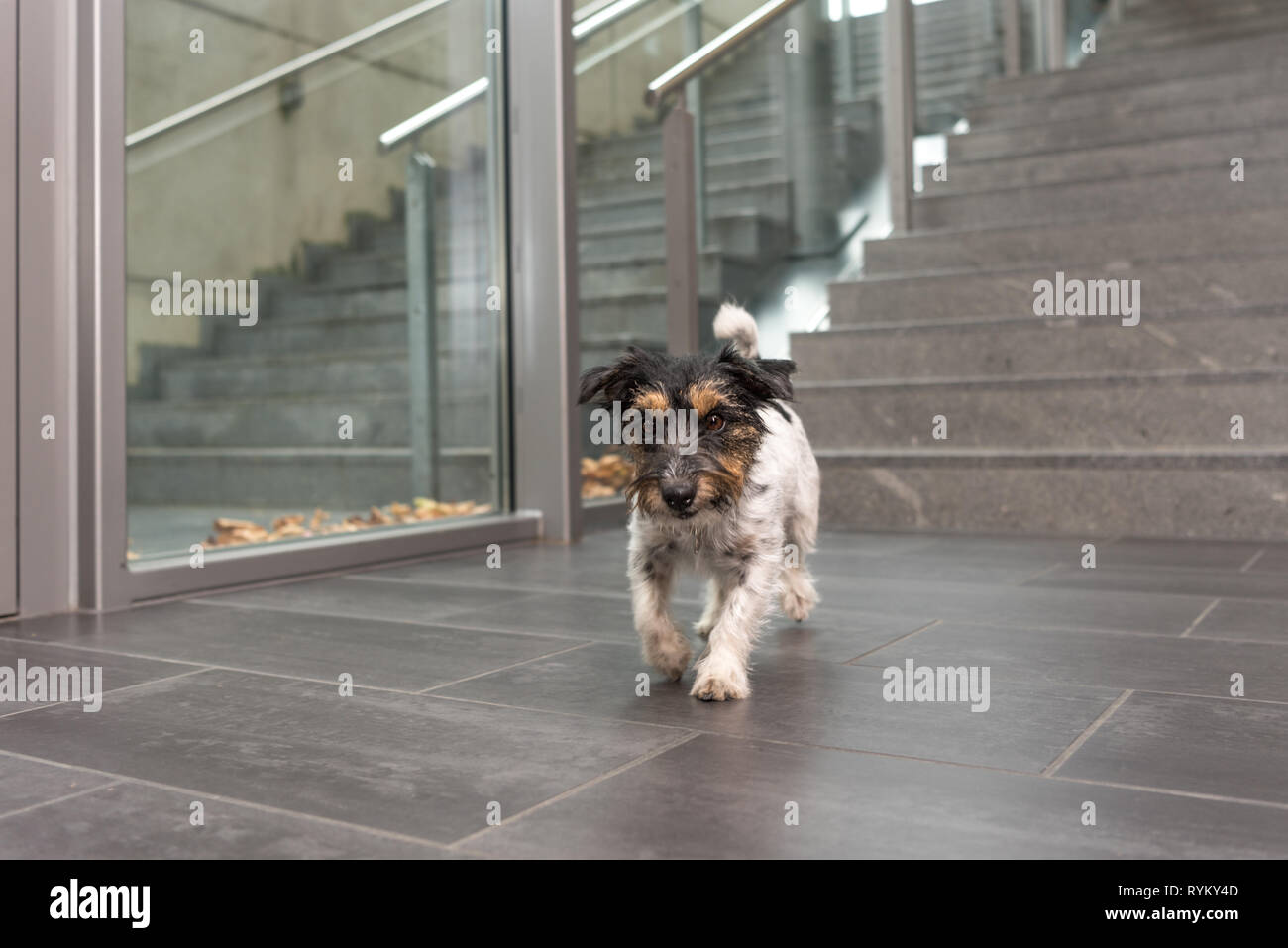 Jack Russell Terrier 3 Jahre alt. Hund auf einer Treppe in einem öffentlichen Gebäude. Stockfoto