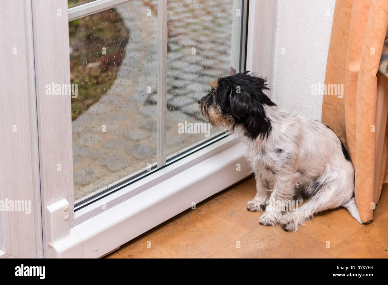 Hund sitzt an Regen auf der Glastür und ist auf der Suche Stockfoto