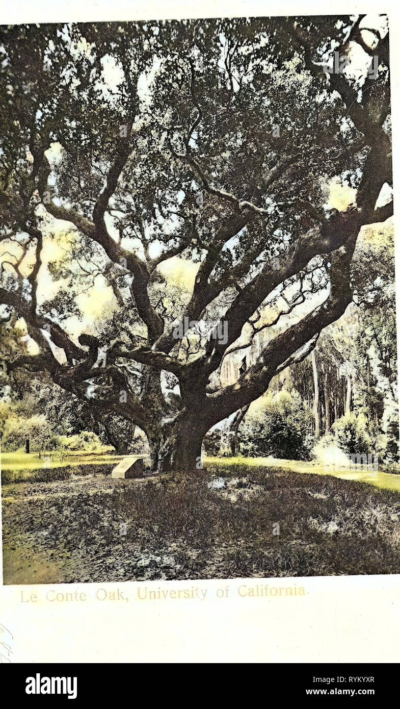 Universität von Kalifornien, Quercus in den Vereinigten Staaten, 1905, Kalifornien, Kalifornien, Le Conte Eiche Stockfoto