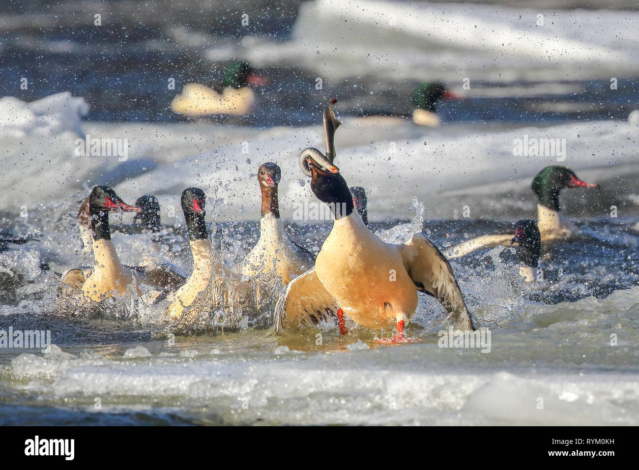 Gemeinsame Merganser und Europäische Flussneunauge Stockfoto