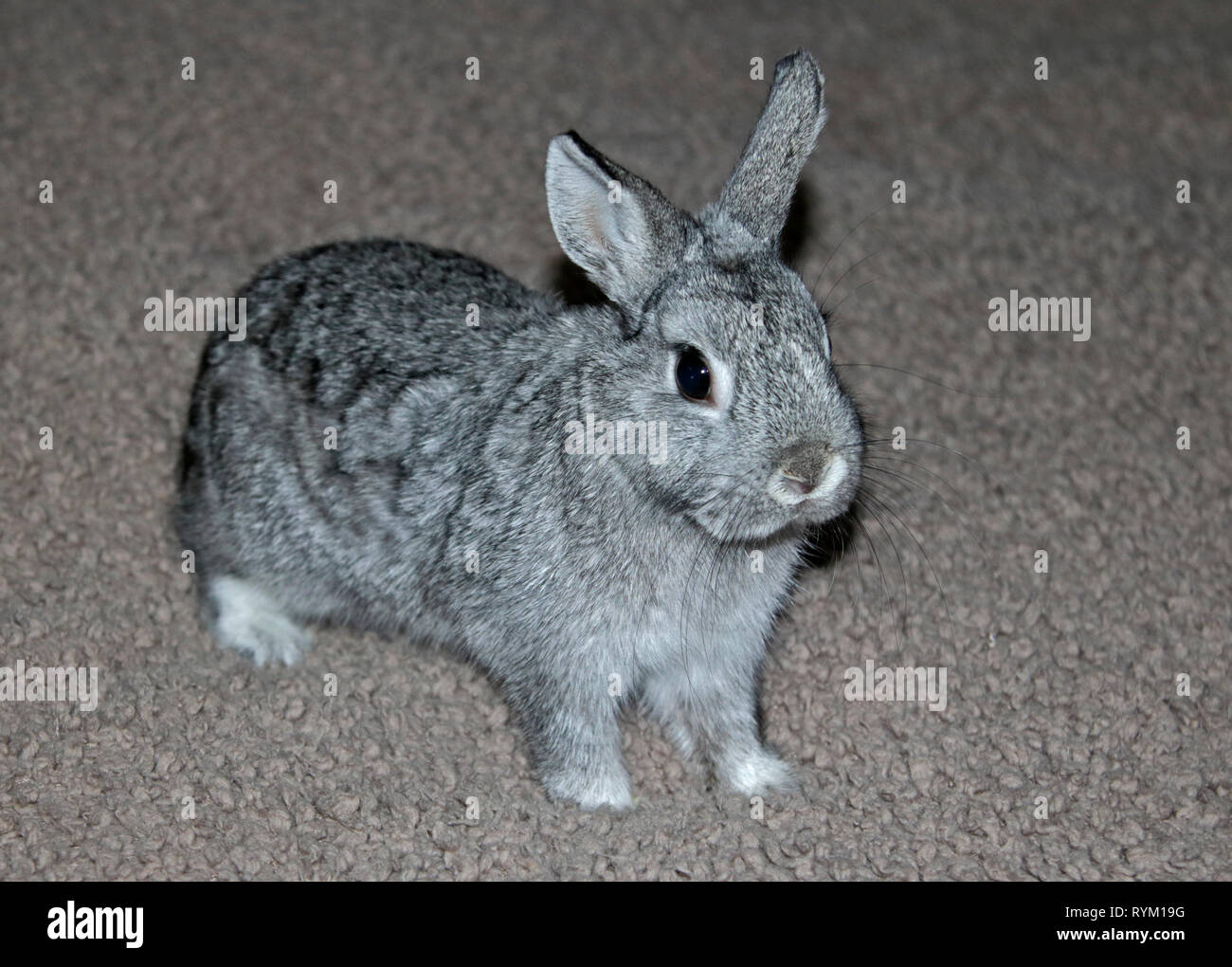 Netherland Dwarf Rabbit Doe Kit Chinchilla Farbe - 13 Wochen Stockfoto