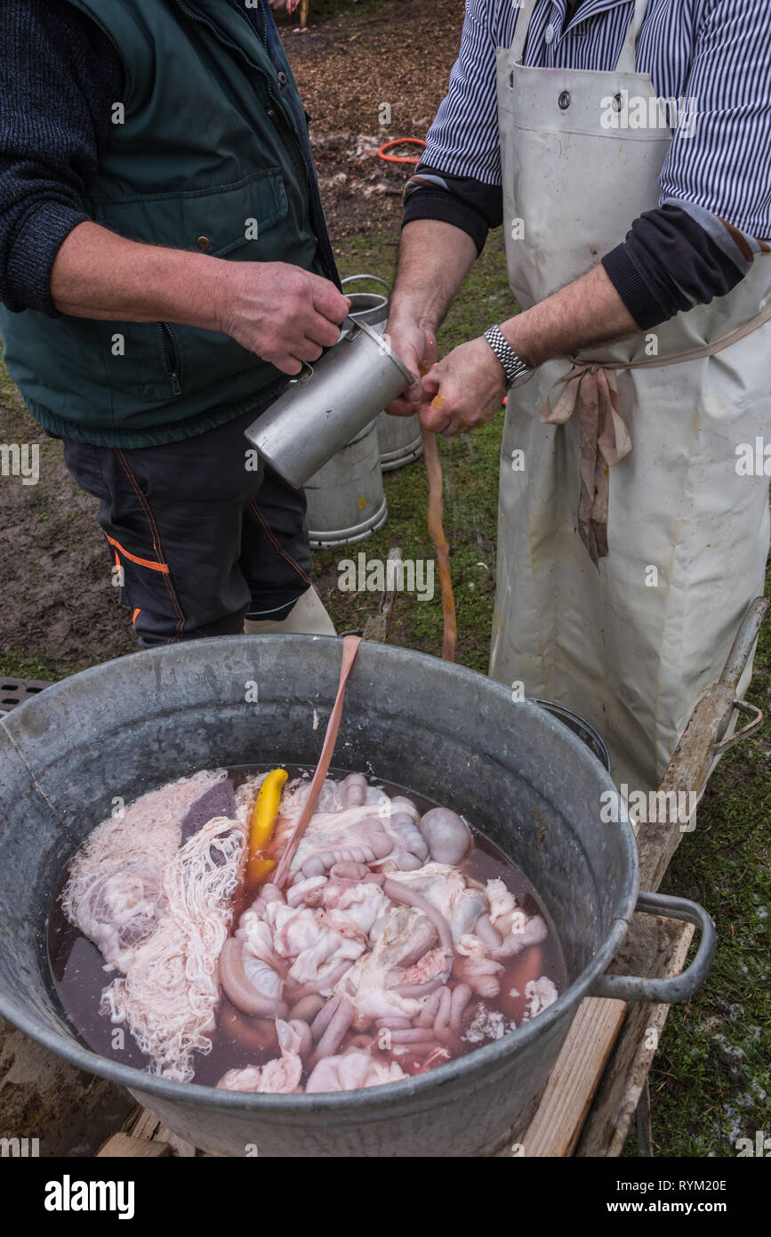 Haus Schlachten eines Schweins, die Reinigung der Darm Stockfoto
