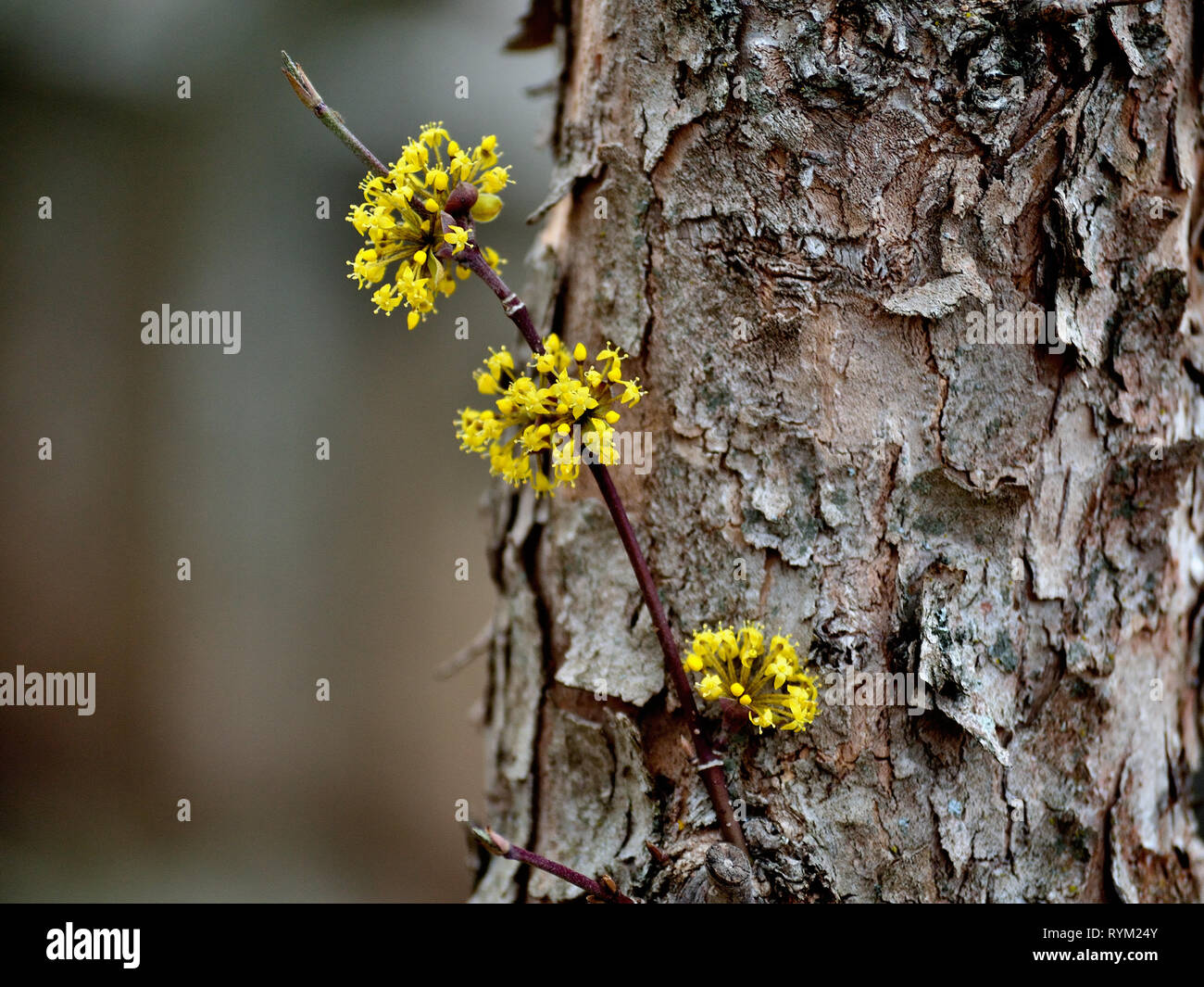 Blühende Blumen von Cornus Mas Zweig Stockfoto