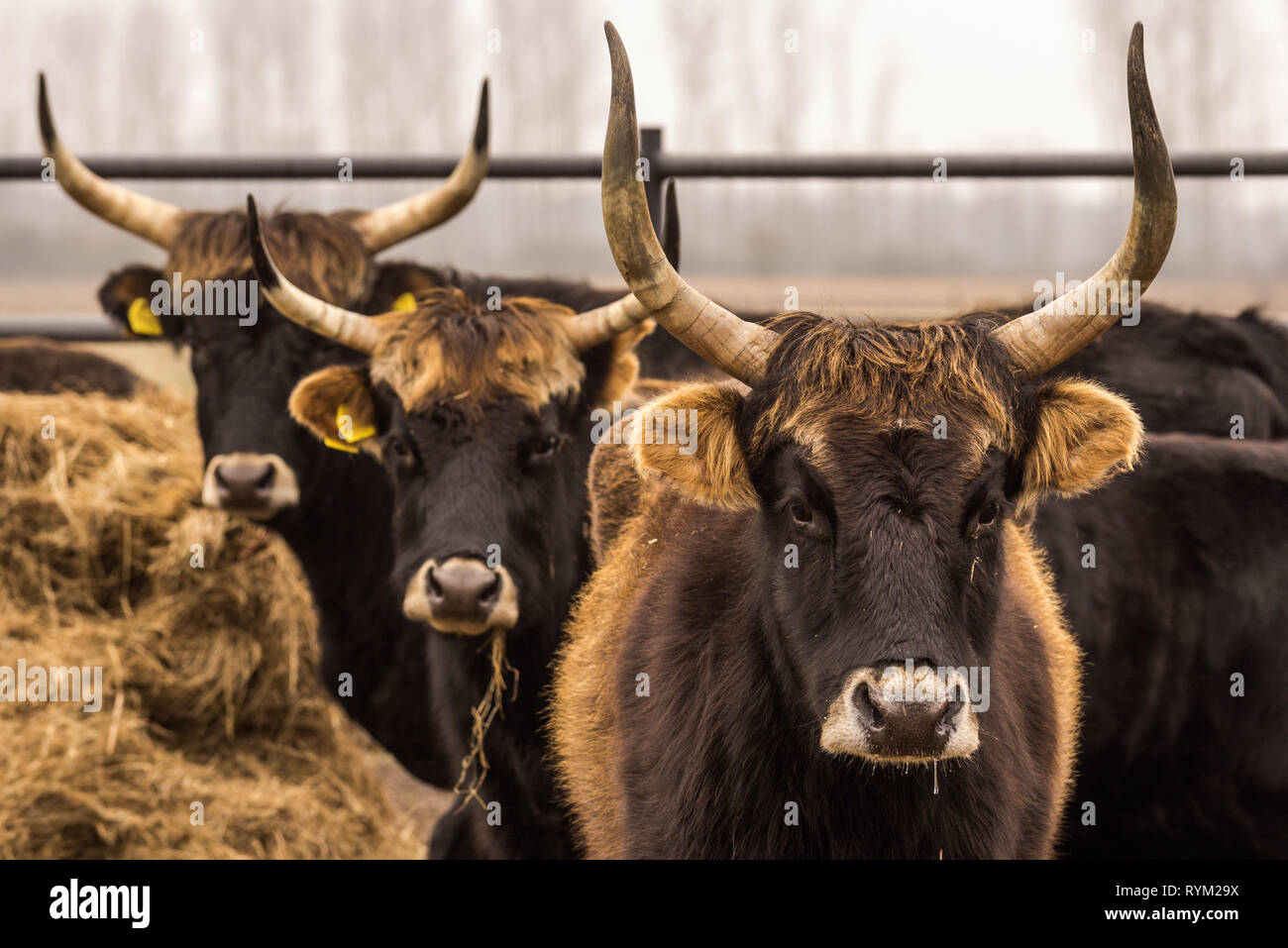 Heckrinder, Kühe und Stiere auf winterlichen Weide mit offenen stablel Stockfoto