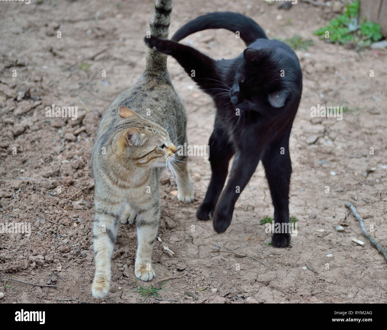 Zwei Hauskatzen spielen, graue Katzenkatze und schwarze Katzenkatze, Felis Catus Stockfoto