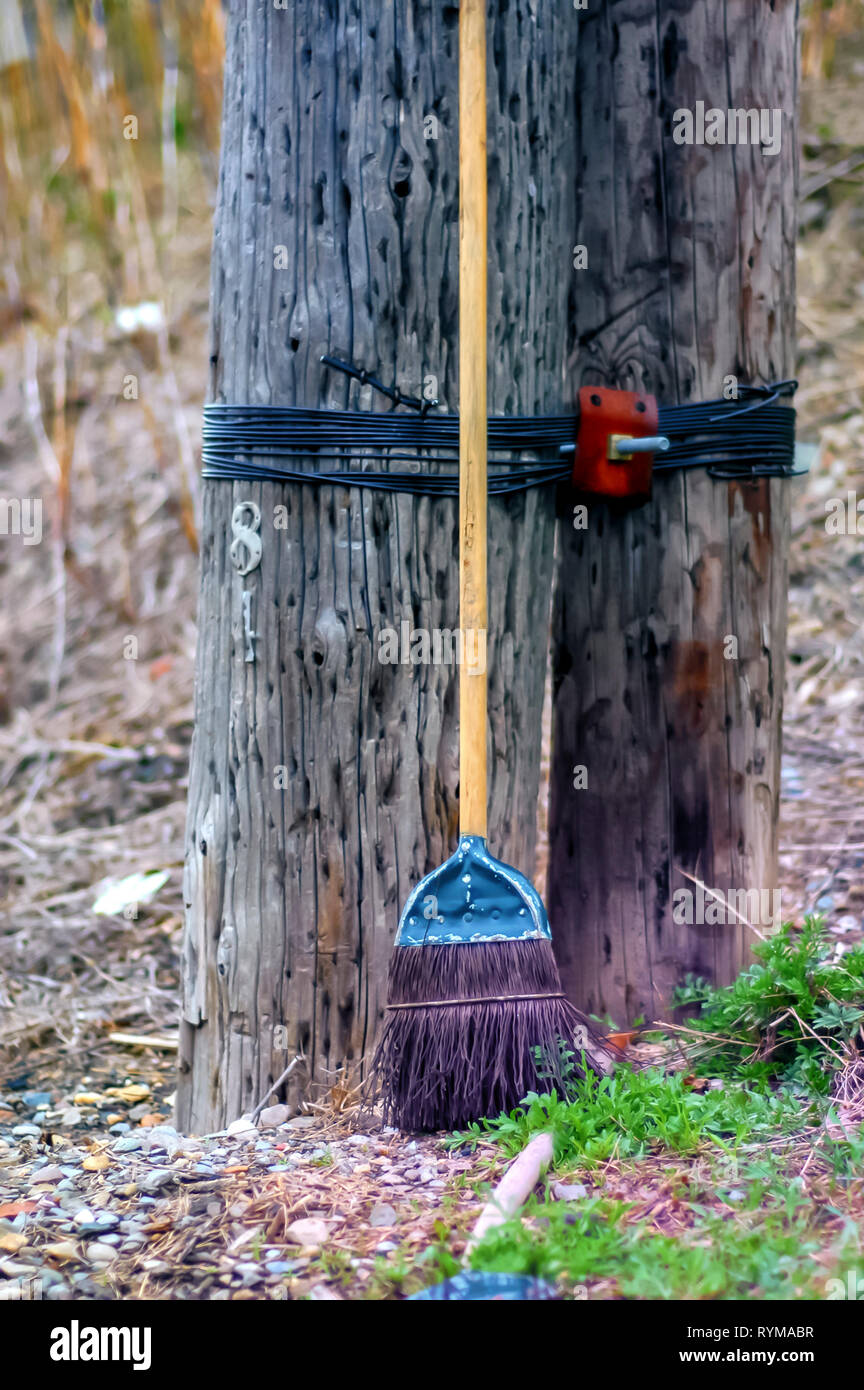 Witch broom tree -Fotos und -Bildmaterial in hoher Auflösung – Alamy