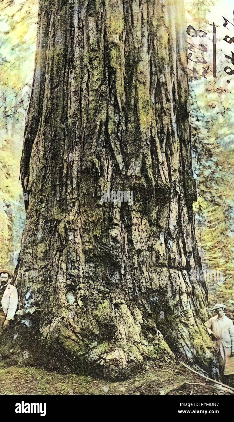 Sequoiadendron giganteum (historische Bilder), Yosemite National Park, 1906, Kalifornien, Tuolumne Grove, Baum', Vereinigte Staaten von Amerika Stockfoto