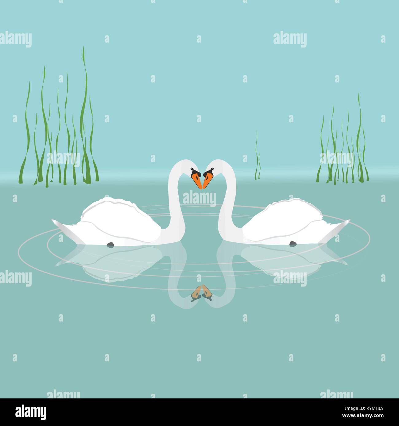 Zwei weiße Schwäne schwimmen im Wasser Stock Vektor