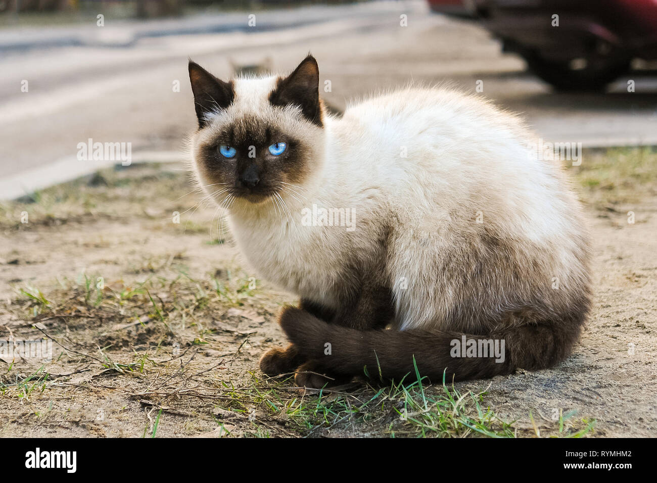 Siamesische Katze mit blauen Augen sitzen auf der Straße. Stockfoto