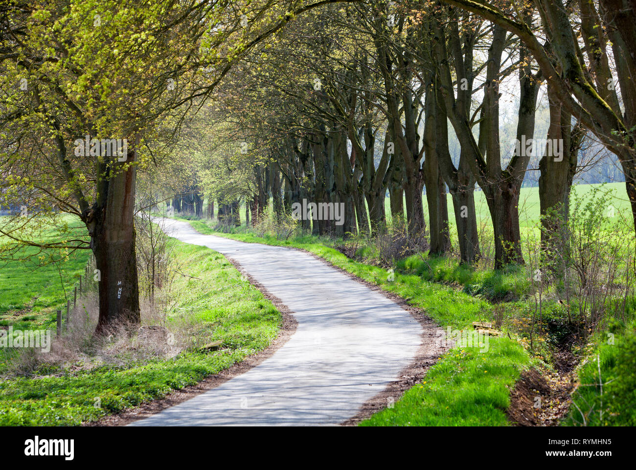 Kegelbahn, Urwald Urwald Sababurg, Hofgeismar, Weserbergland, Nordrhein-Westfalen, Hessen, Deutschland Stockfoto