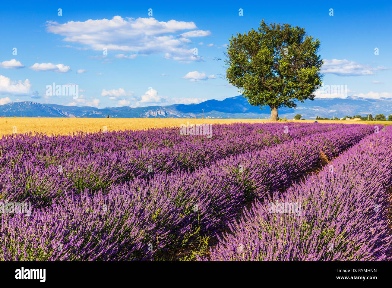 Provence, Frankreich. Lavendel Felder auf der Hochebene von Valensole. Stockfoto
