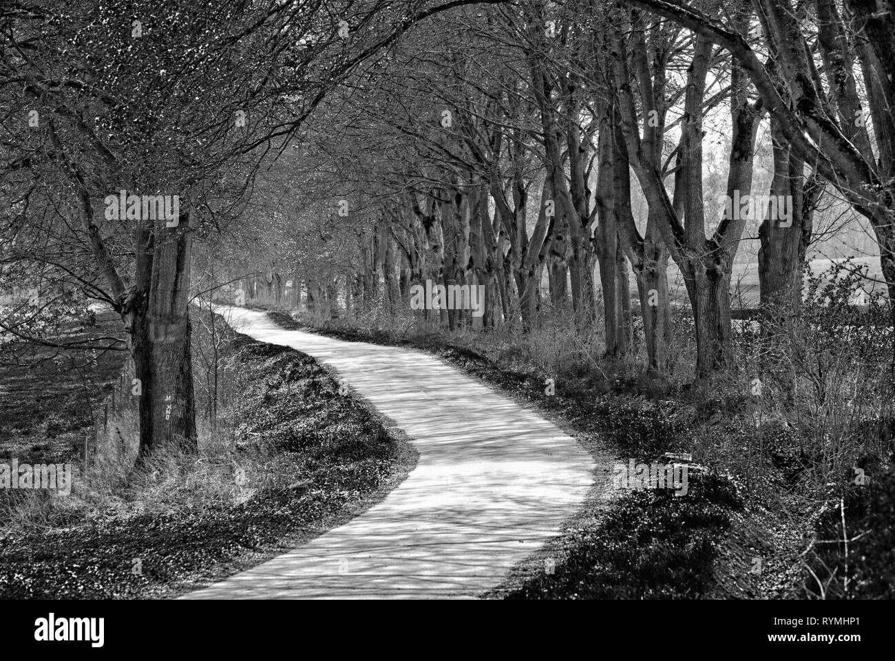 Kegelbahn, Urwald Urwald Sababurg, Hofgeismar, Weserbergland, Nordrhein-Westfalen, Hessen, Deutschland Stockfoto