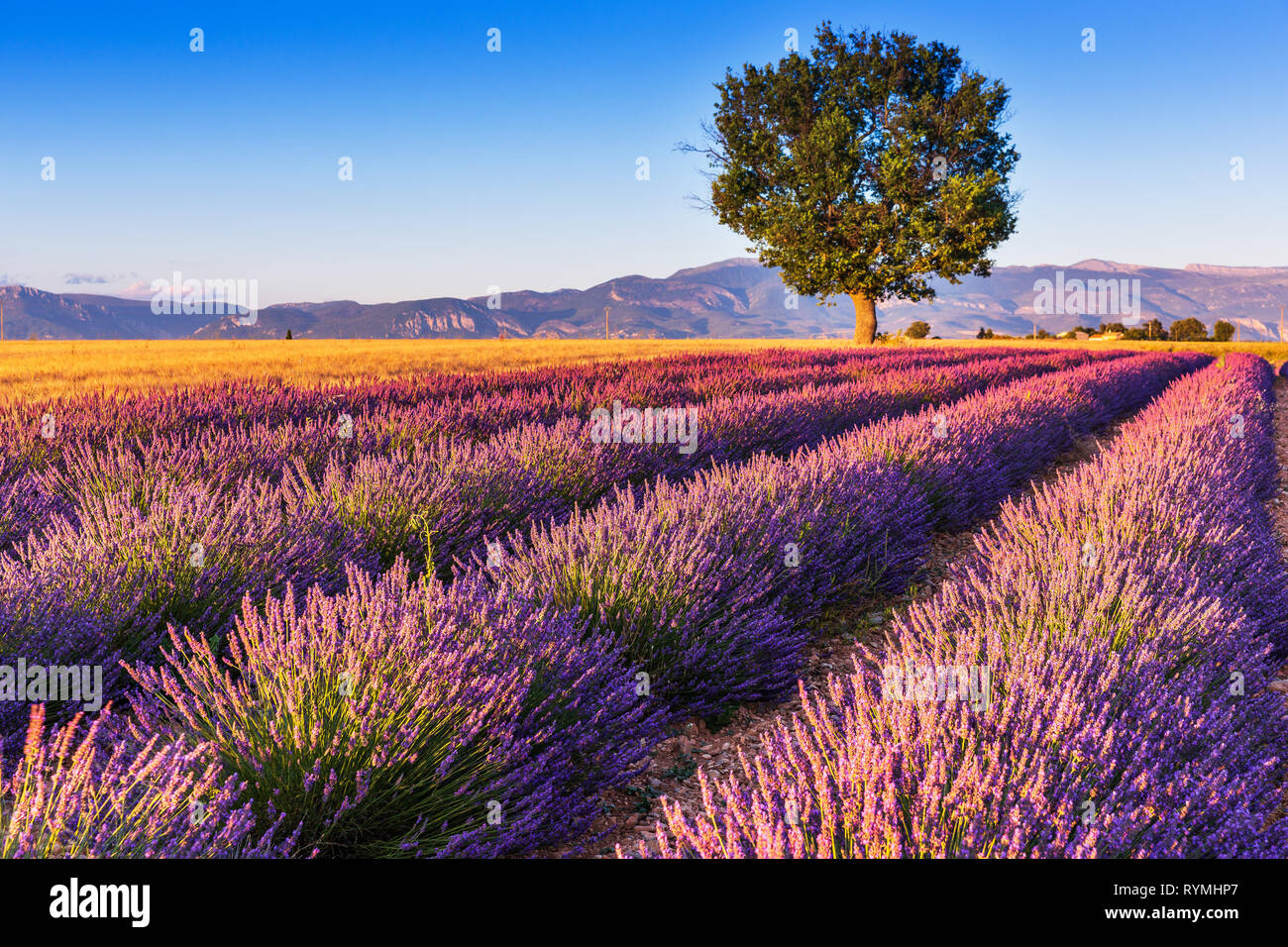 Provence, Frankreich. Lavendel Felder auf der Hochebene von Valensole. Stockfoto