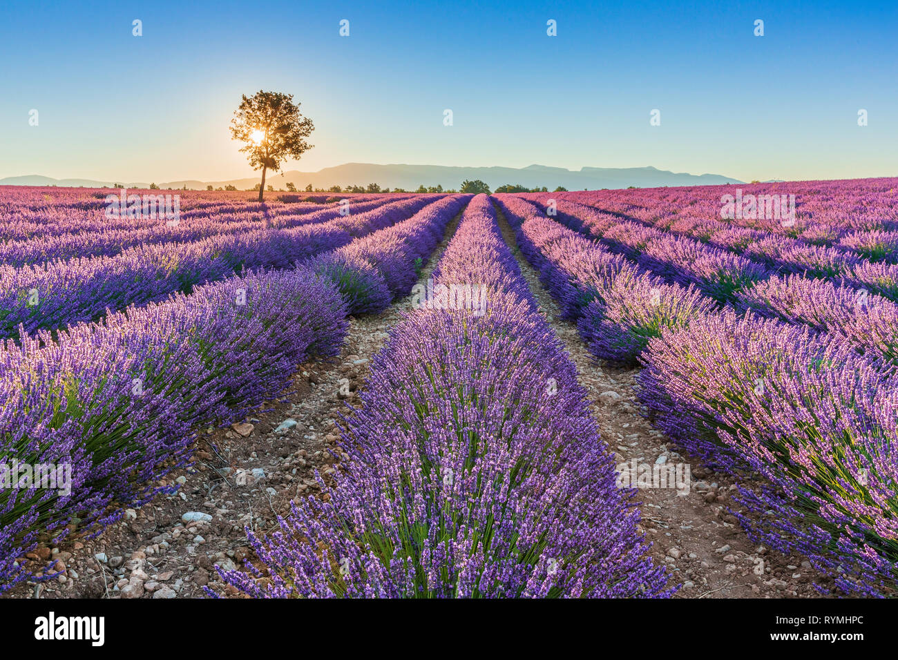 Provence, Frankreich. Lavendelfeld Sommer Sonnenuntergang Landschaft in der Nähe von Valensole. Stockfoto