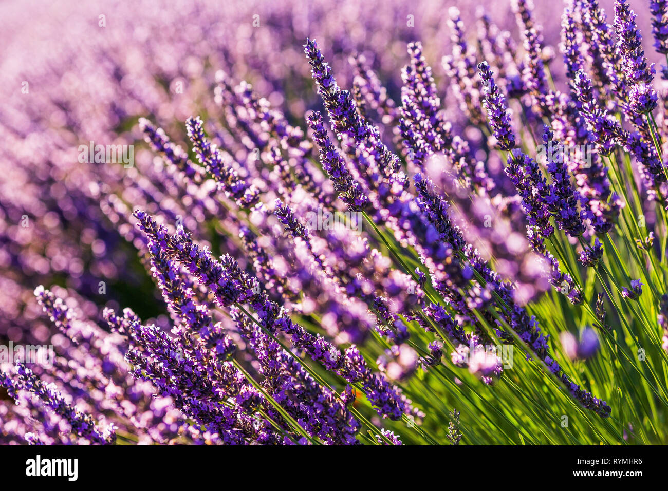 Provence, Frankreich. Lavendelfelder Detail auf der Hochebene von Valensole. Stockfoto