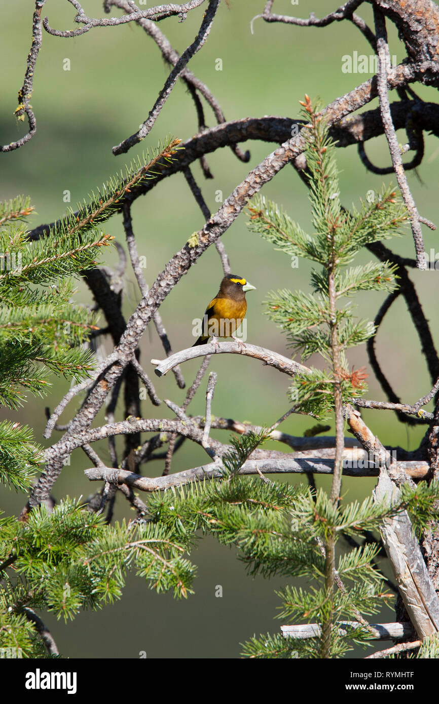 Abend Grosbeak, Coccothraustes vesperting, männlich in einer Kiefer in der Nähe von Kelowna, British Columbia, Kanada Stockfoto