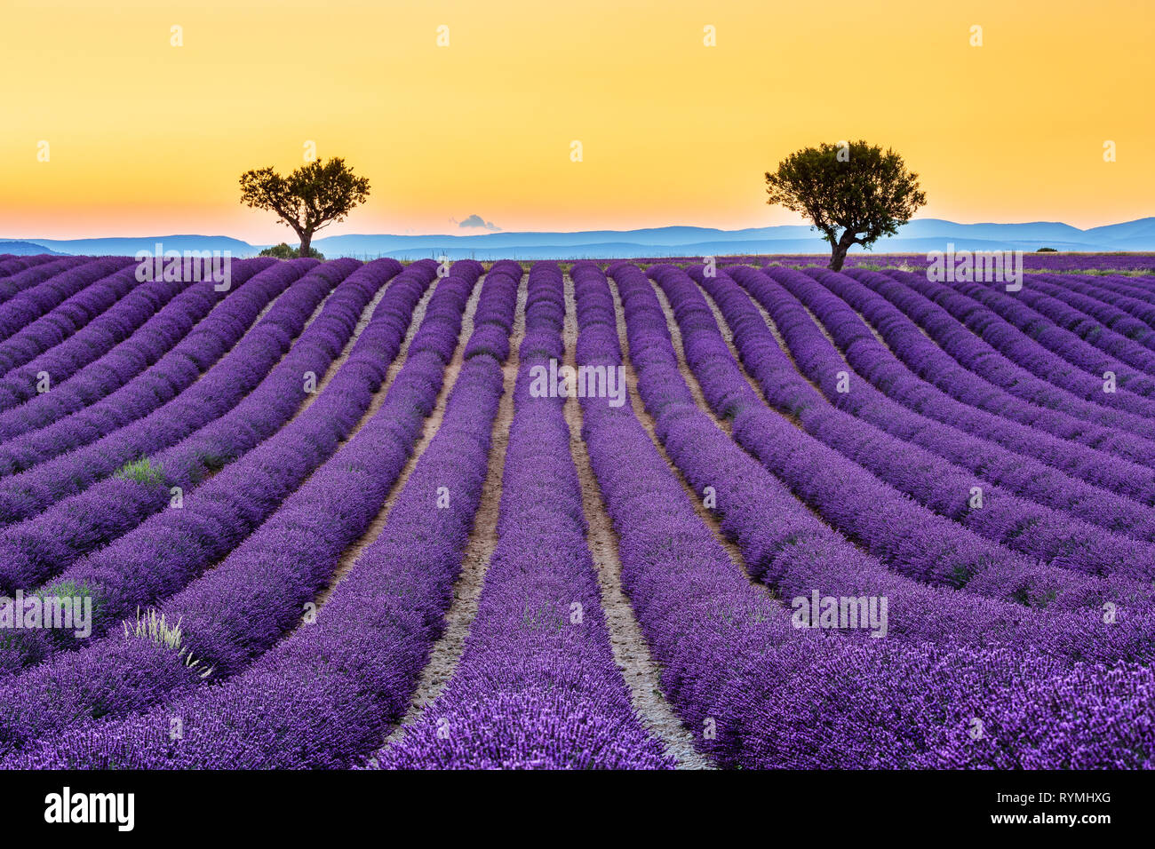 Provence, Frankreich. Lavendel Felder auf der Hochebene von Valensole. Stockfoto