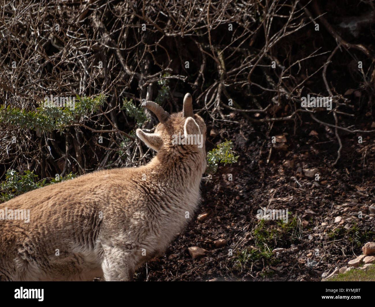 Iberischen wilde Ziege (Capra pyrenaica) Beweidung und Klettern in den Bergen in Salamanca, Spanien Stockfoto