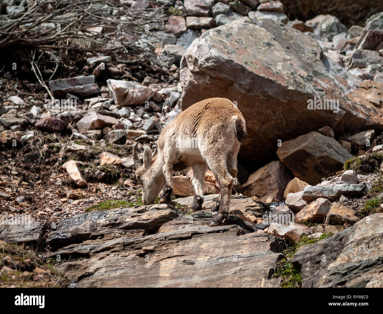 Iberischen wilde Ziege (Capra pyrenaica) Beweidung und Klettern in den Bergen in Salamanca, Spanien Stockfoto