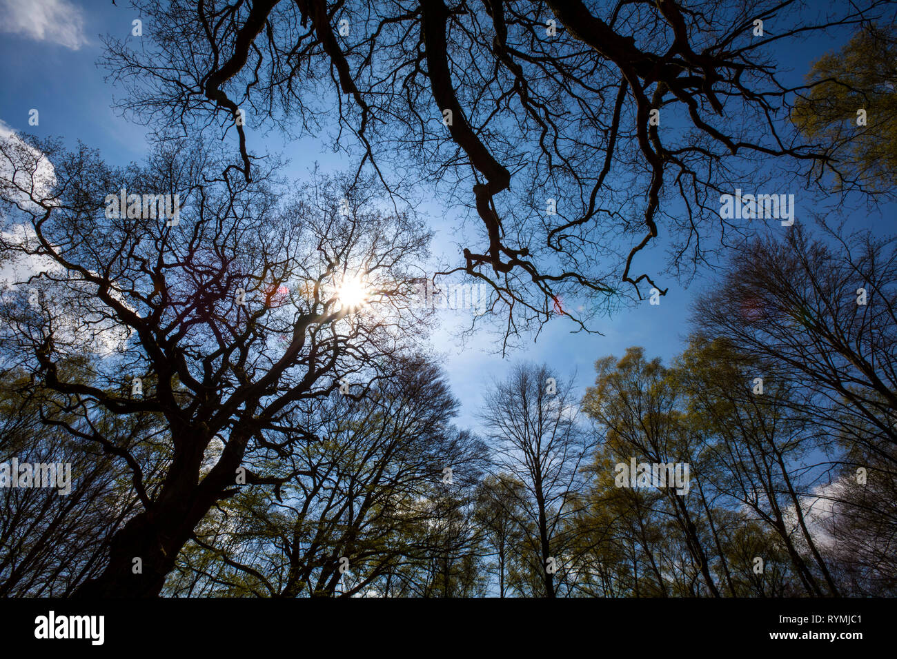 Urwald Urwald Sababurg, Hofgeismar, Weserbergland, Nordrhein-Westfalen, Hessen, Deutschland Stockfoto