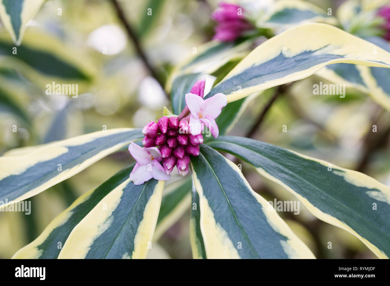 Daphne Odora Mae-Jima Blumen, Stockfoto