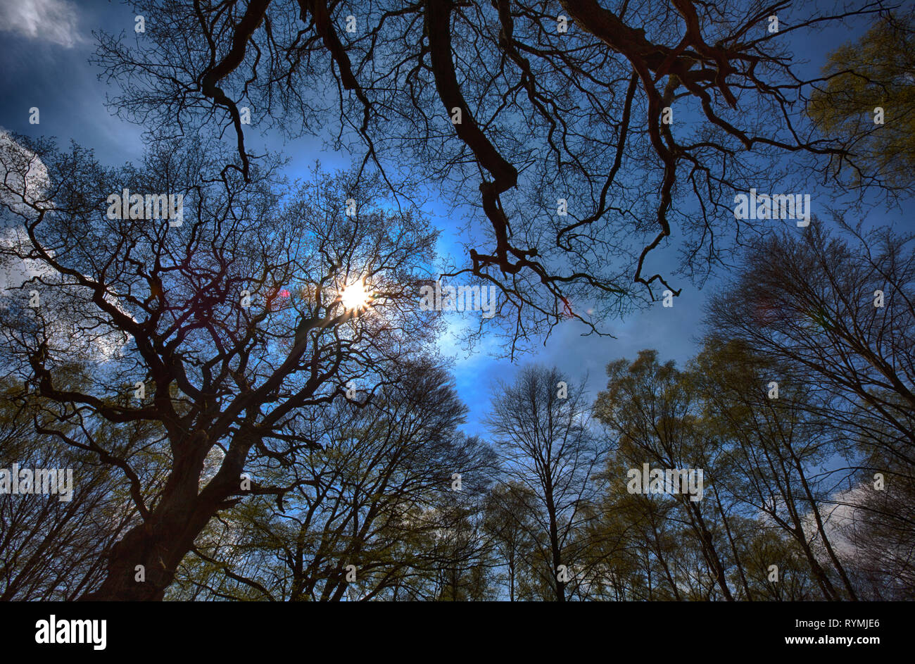 Urwald Urwald Sababurg, Hofgeismar, Weserbergland, Nordrhein-Westfalen, Hessen, Deutschland Stockfoto