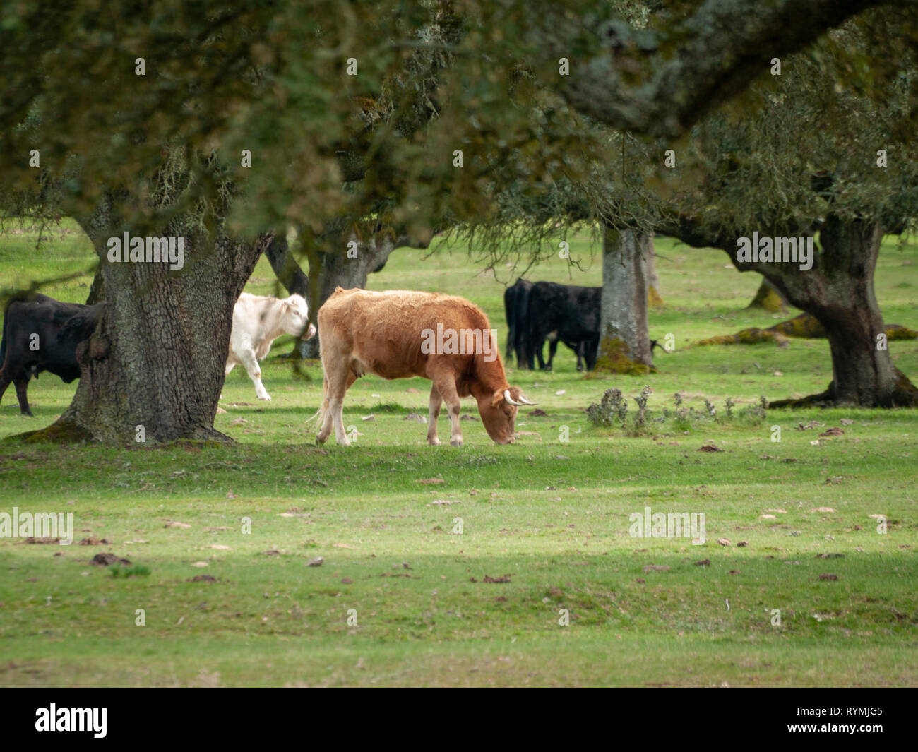 Eine Herde Kühe grasen in der dehesa in Salamanca (Spanien). Konzept der umfangreiche ökologische Tierhaltung Stockfoto