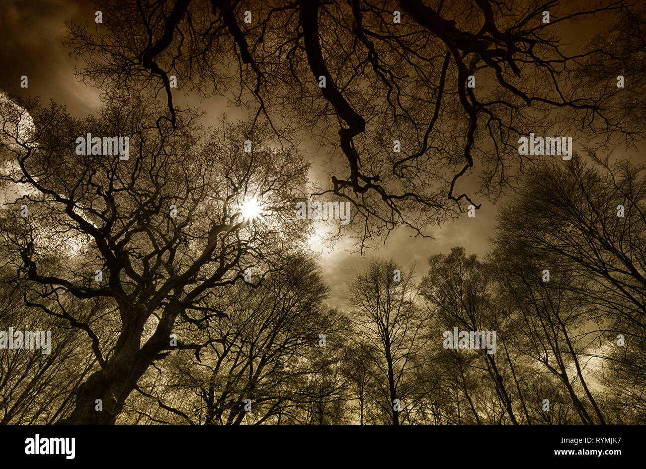 Urwald Urwald Sababurg, Hofgeismar, Weserbergland, Nordrhein-Westfalen, Hessen, Deutschland Stockfoto