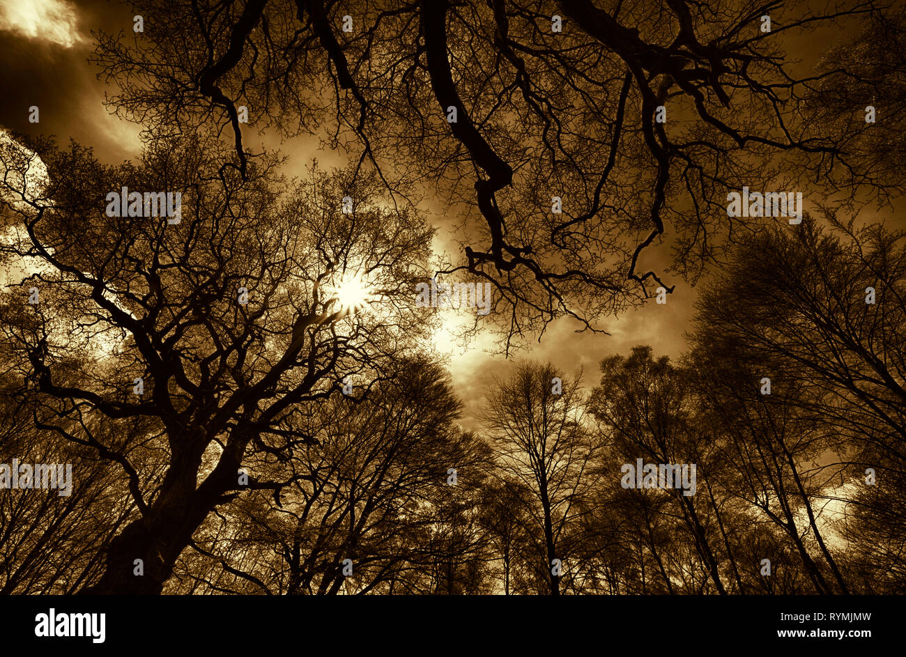 Urwald Urwald Sababurg, Hofgeismar, Weserbergland, Nordrhein-Westfalen, Hessen, Deutschland Stockfoto