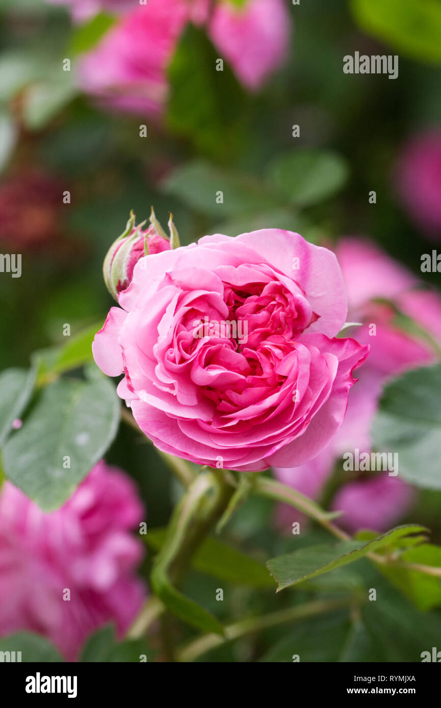 Rosa. Rosa Rose im Garten. Stockfoto