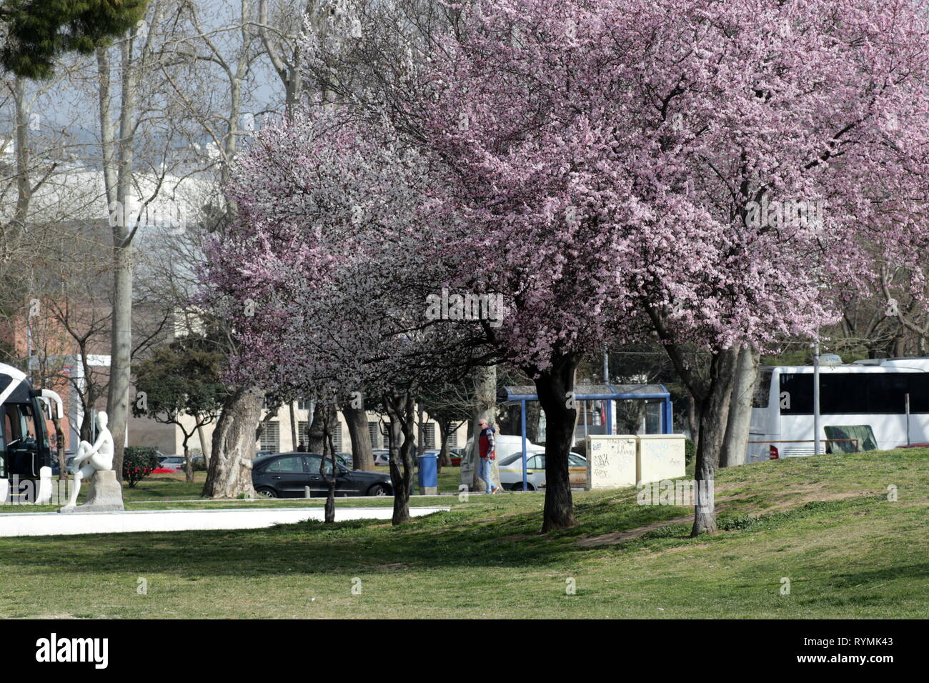 Blühende Kirschbäume in einem Park in Thessaloniki, Griechenland. Stockfoto