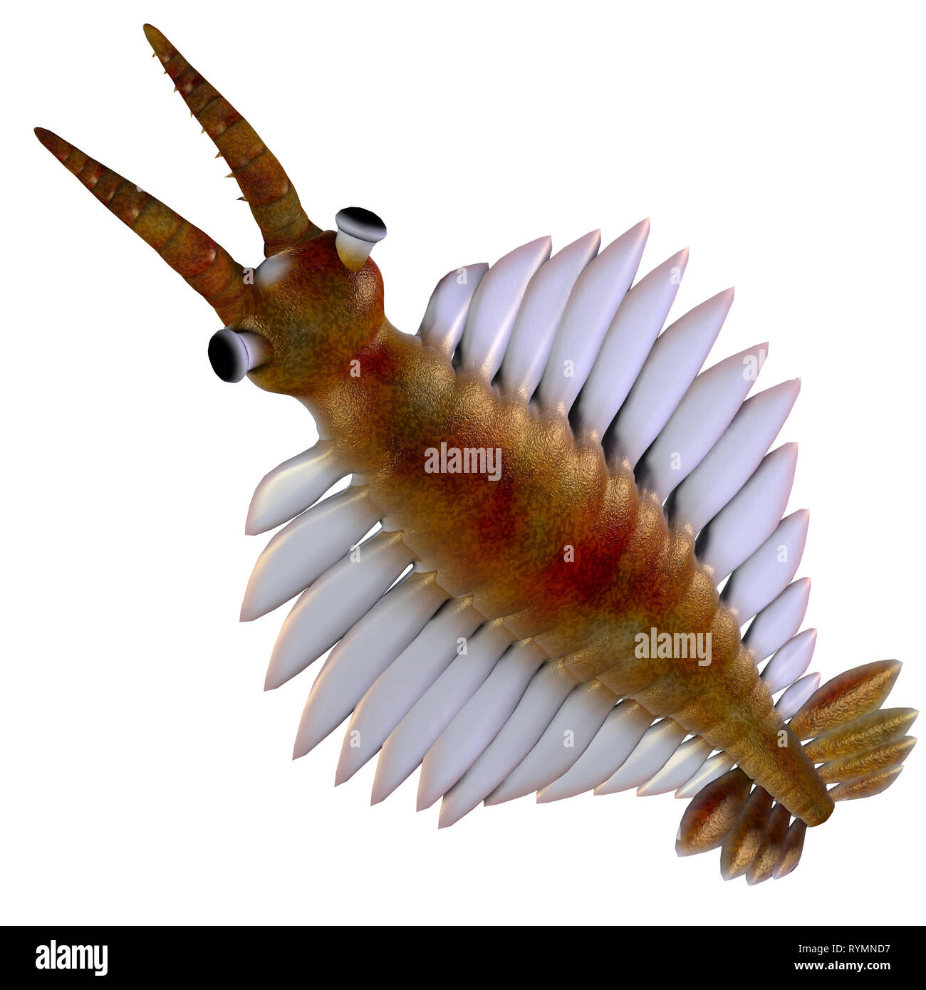 Cambrian Anomalocaris - Anomalocaris war ein Marine fleischfressende Fische, die in den Meeren der kambrischen Periode lebte. Stockfoto