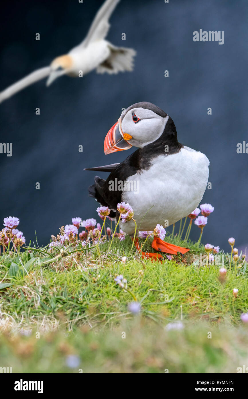 Papageitaucher (Fratercula arctica) am Meer auf einer Klippe und Gannett in seabird Kolonie, Hermaness, Unst, Shetlandinseln, Schottland fliegen, Großbritannien Stockfoto