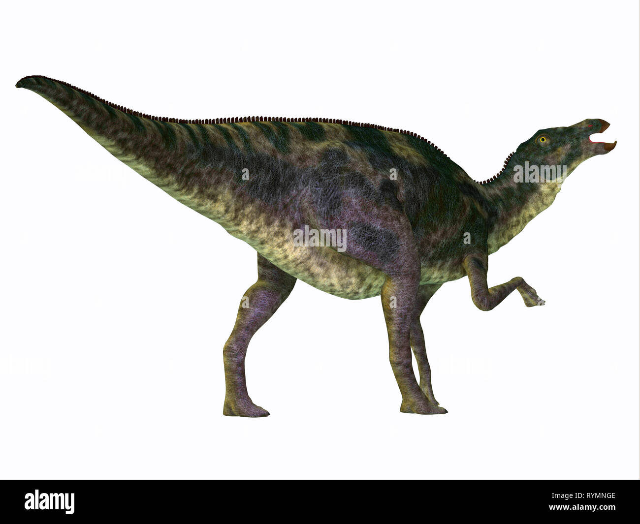 Maiasaurus Dinosaurier Schwanz - maiasaurus war eine große pflanzenfressende Dinosaurier, die in Montana in der Kreidezeit lebten. Stockfoto