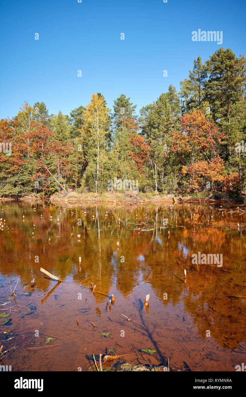 Herbstliche Landschaft mit Teich in einem Wald. Stockfoto