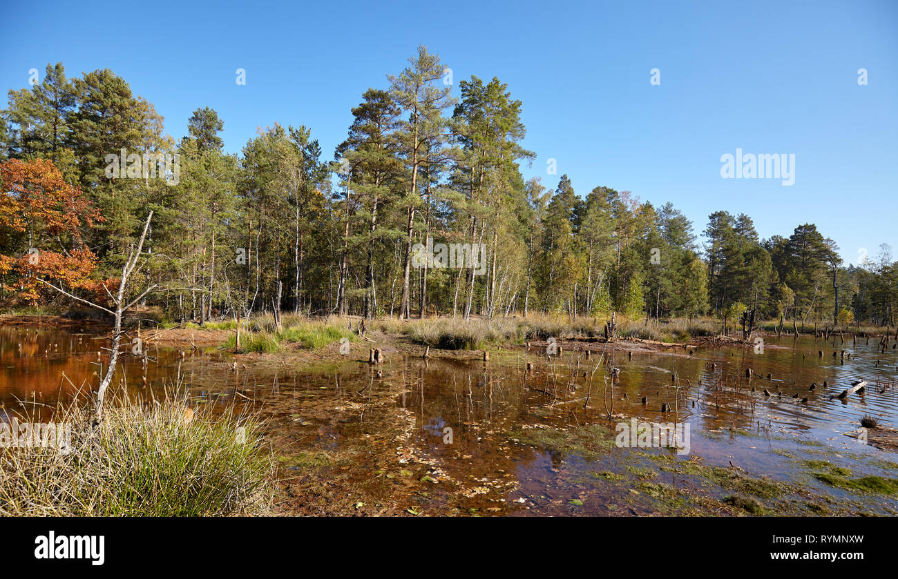 Herbstliche Landschaft mit dem Trocknen See in einem Wald. Stockfoto