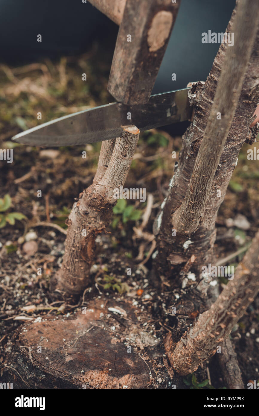 Eine Frau schneidet einen jungen Baum mit einem Messer für die Beimpfung der Obst Zweig 2019 Stockfoto