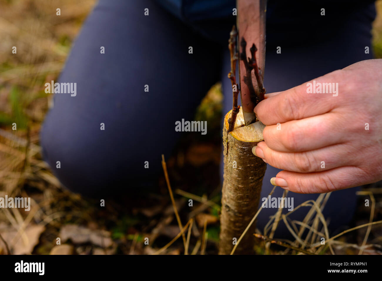 Eine Frau schneidet einen jungen Baum mit einem Messer für die Beimpfung der Obst Zweig Stockfoto