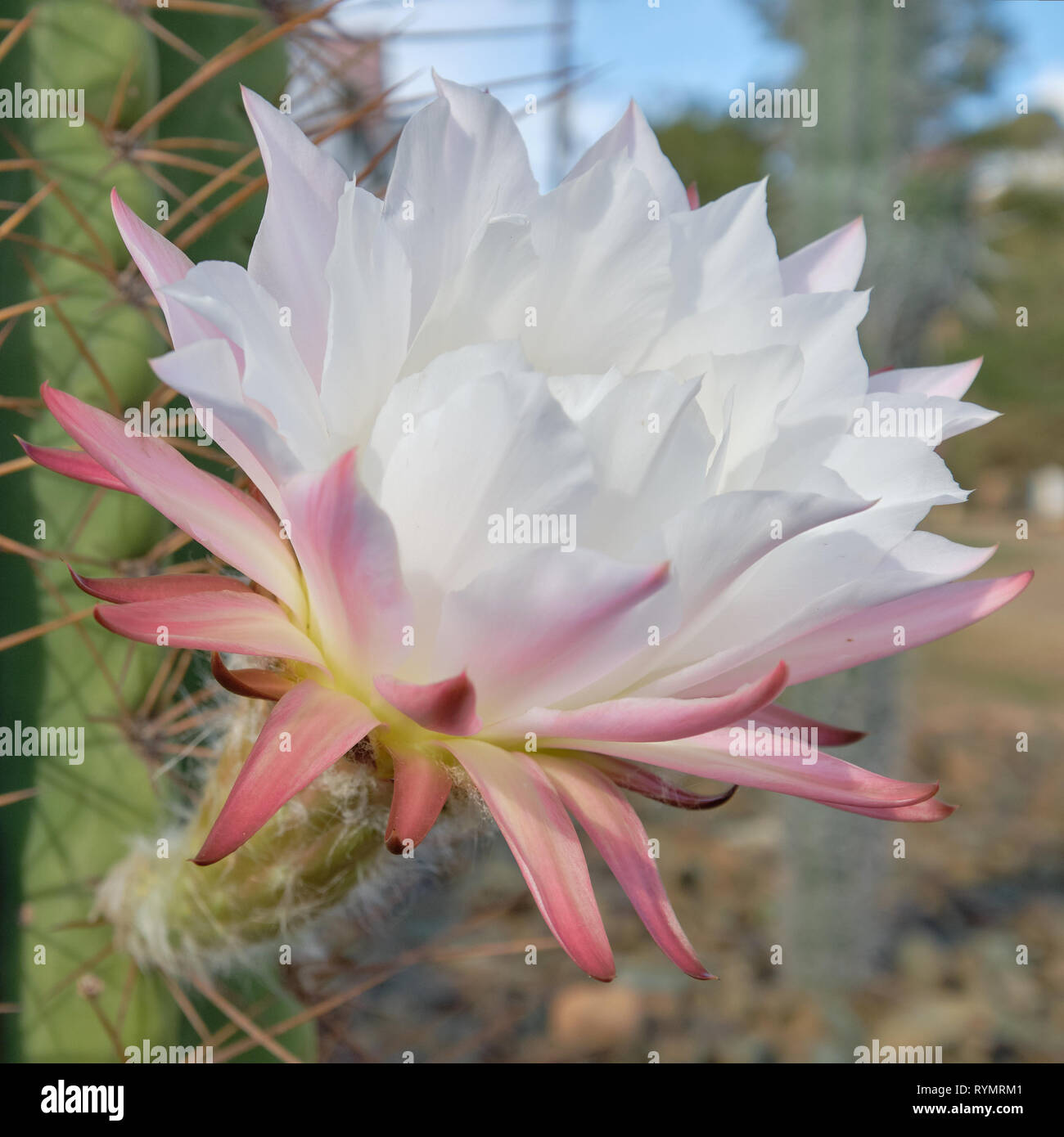 vaso per cactus grande Cactus rotondo in vaso 43 cm – Sia Deco main image 0