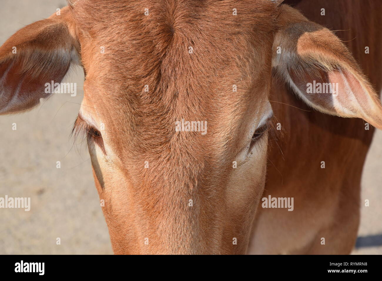 Zebu Kuh closeup Detail Porträt Tier Foto Stockfoto