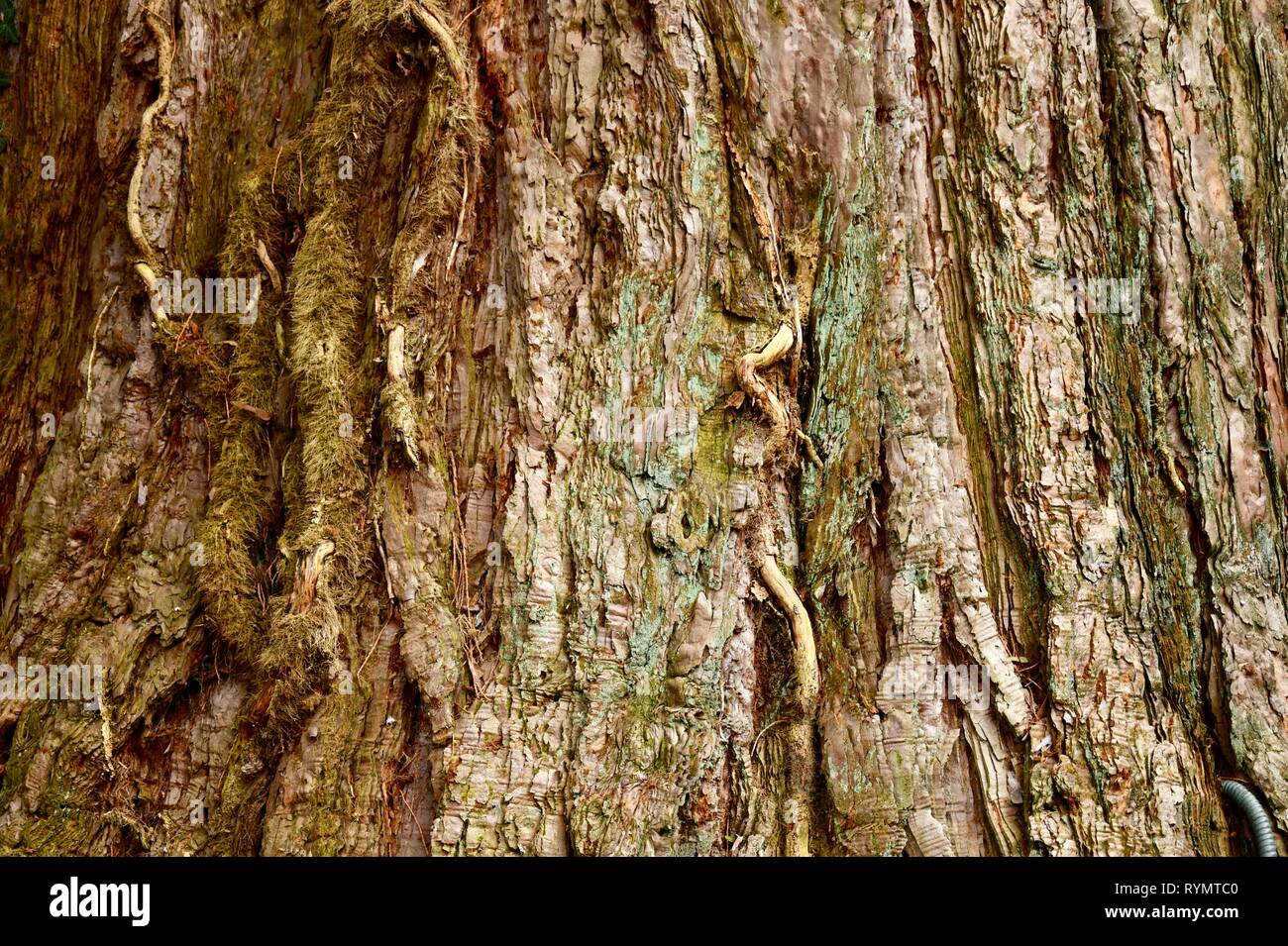 Rinde eines gigantischen Sequoia Stockfoto