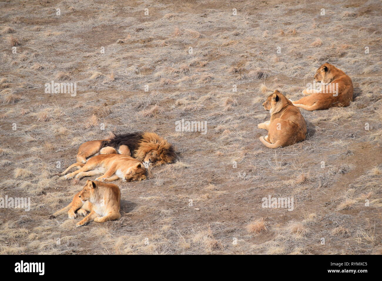 Löwen durchstreifen die Ebenen im Wild Animal Sanctuary in Colorado Stockfoto