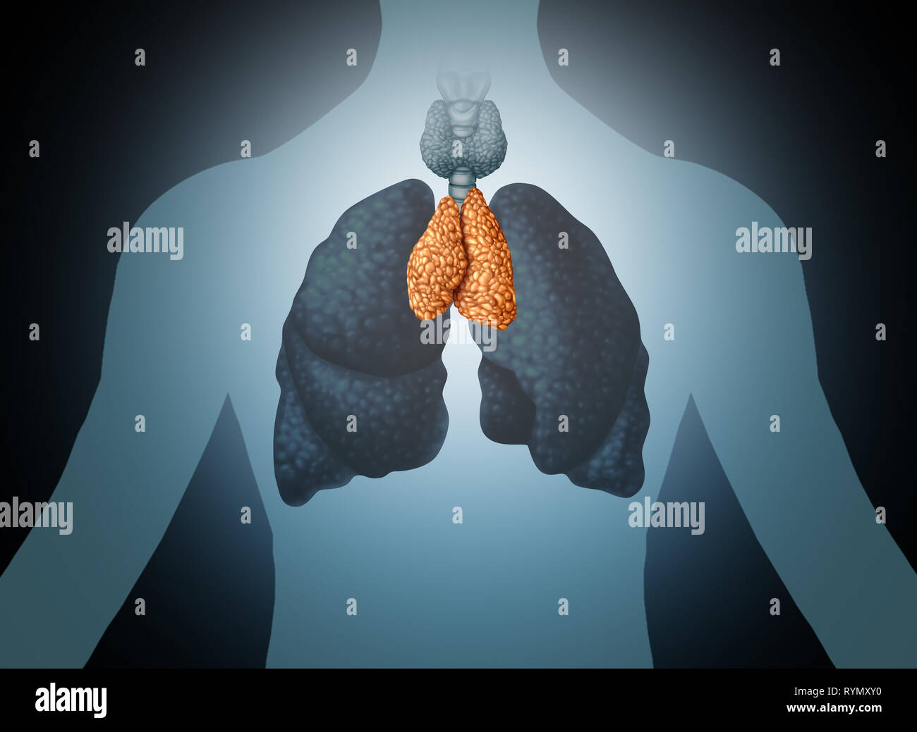 Thymus Organ des Menschen und der stopfbuchse Anatomie mit Lungen- und Schilddrüsenerkrankungen in einer 3D-Darstellung. Stockfoto